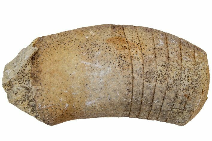 Ordovician Oncoceratid (Beloitoceras) Fossil - Wisconsin #216361